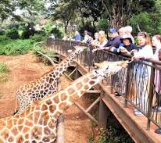 Giraffe Centre